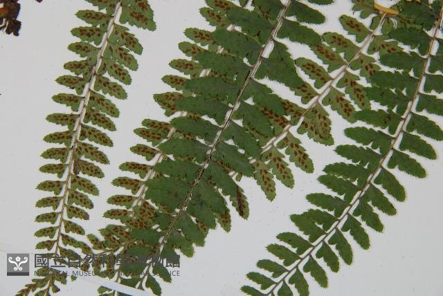 姬蹄蓋蕨藏品圖，第4張