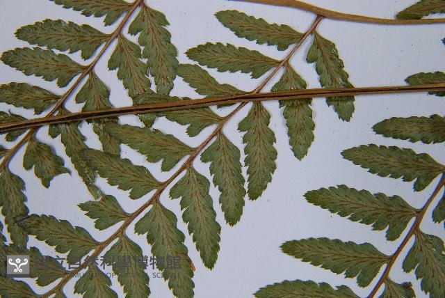 登錄號:P003632藏品圖，第5張