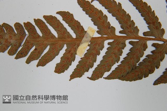 假蹄蓋蕨、東洋蹄蓋蕨藏品圖，第5張