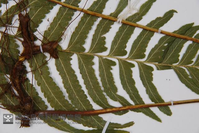 登錄號:P012432藏品圖，第5張