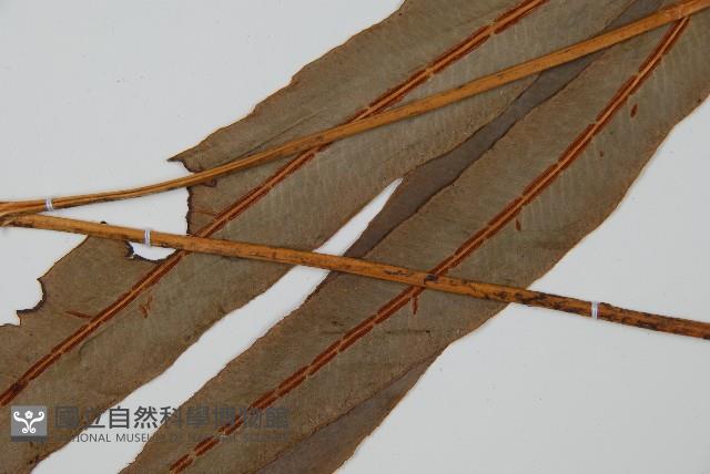 崇澍蕨藏品圖，第5張