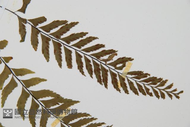 單邊鐵角蕨藏品圖，第5張