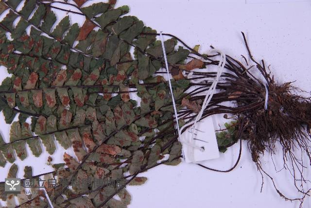 生芽鐵角蕨藏品圖，第5張