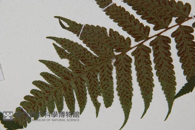 刺柄雙蓋蕨藏品圖，第8張