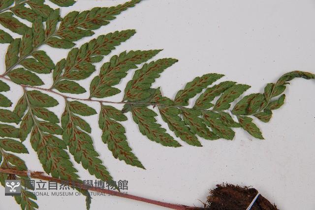 紅柄蹄蓋蕨藏品圖，第5張