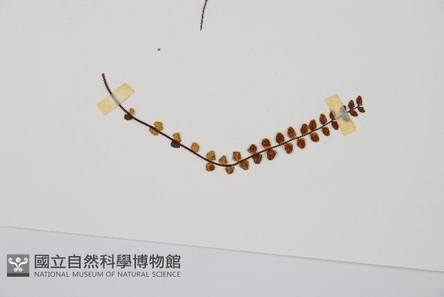 鐵角蕨藏品圖，第5張