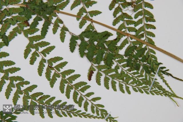 姬蹄蓋蕨藏品圖，第5張