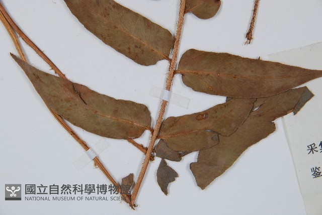 貫眾蕨藏品圖，第5張