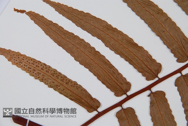 黑桫蕨藏品圖，第5張