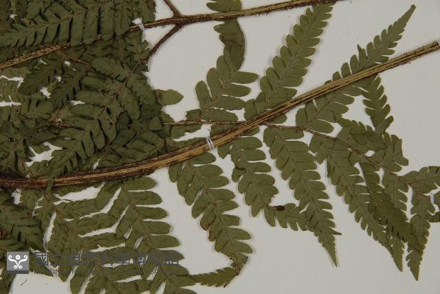 肋毛蕨藏品圖，第5張