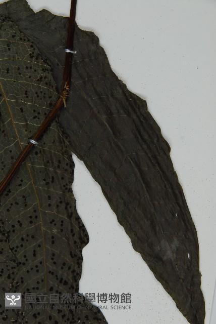 三叉蕨藏品圖，第5張