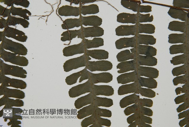 貞蕨藏品圖，第5張