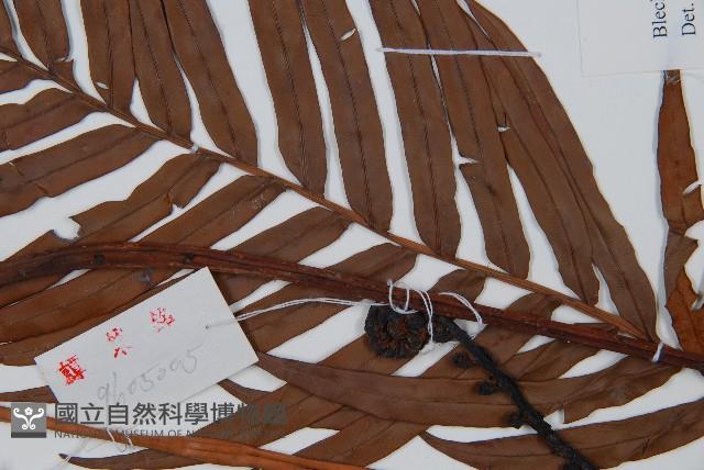 烏毛蕨藏品圖，第4張