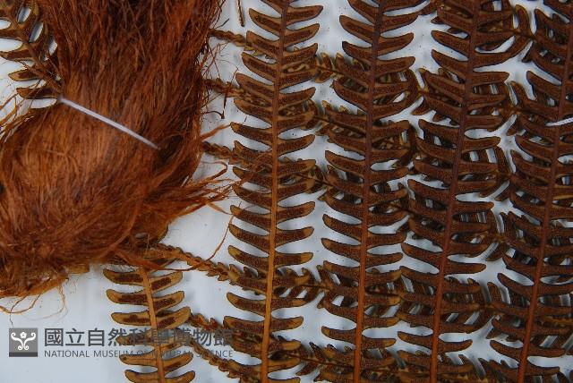 登錄號:P009762藏品圖，第8張