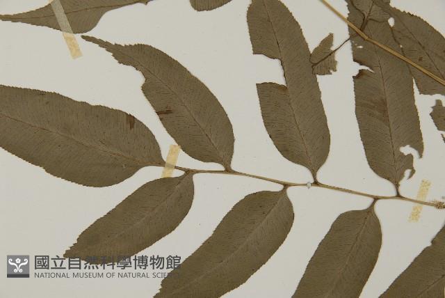 華鳳丫蕨藏品圖，第5張