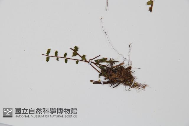 三翅鐵角蕨藏品圖，第5張