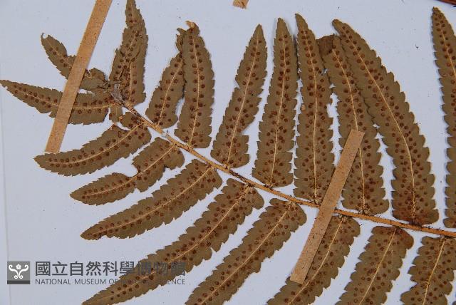 桫欏鱗毛蕨藏品圖，第5張