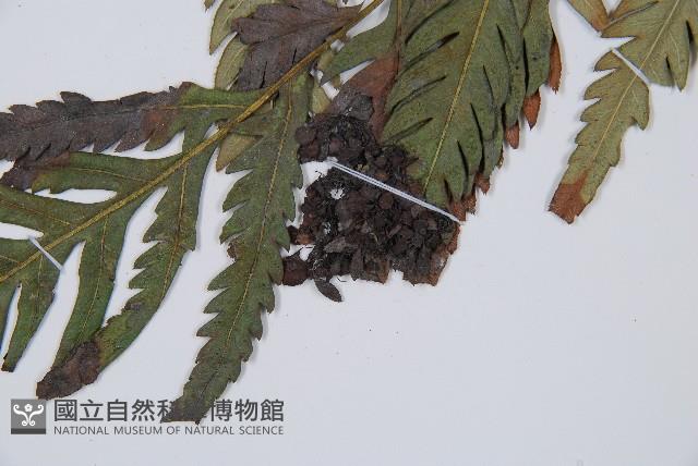 臺灣狗脊蕨藏品圖，第5張