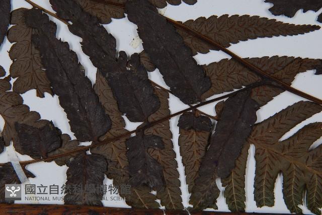 烏來雙蓋蕨藏品圖，第5張