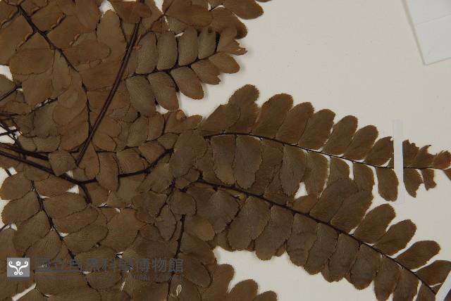 扇葉鐵線蕨藏品圖，第4張