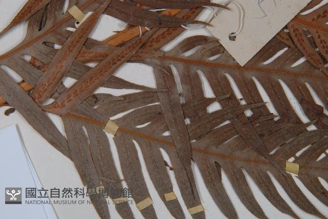 東方狗脊蕨藏品圖，第4張