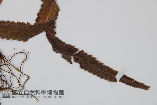 邊緣鱗蓋蕨藏品圖，第4張