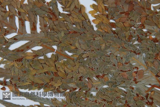 東方狗脊蕨藏品圖，第5張