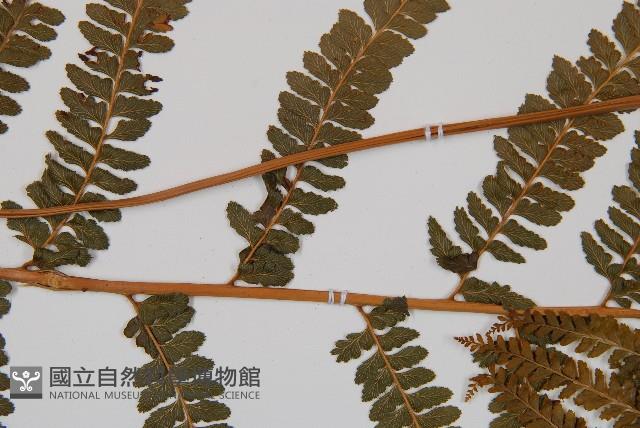 粗毛鱗蓋蕨藏品圖，第5張