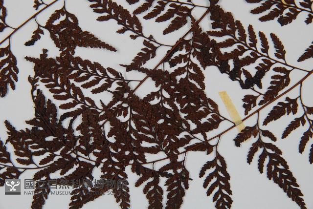 大葉骨碎補、台灣骨碎補、骨碎補藏品圖，第5張