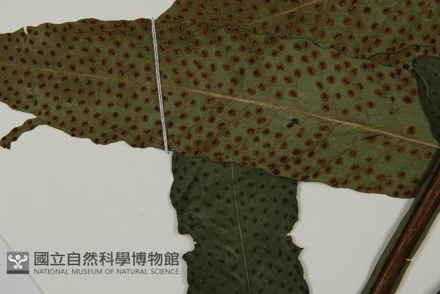 翅柄三叉蕨藏品圖，第5張