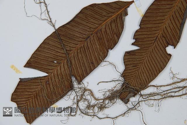 細柄雙蓋蕨藏品圖，第5張