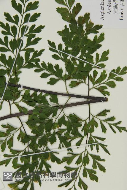 大黑柄鐵角蕨、黃鱗鐵角蕨、大羽鐵角蕨藏品圖，第5張