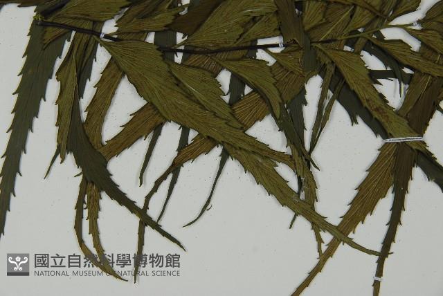 革葉鐵角蕨藏品圖，第5張