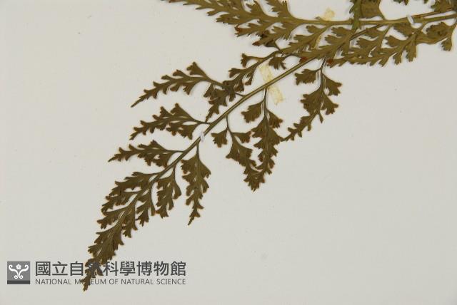 骨碎補鐵角蕨藏品圖，第5張