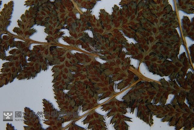 山蹄蓋蕨藏品圖，第5張