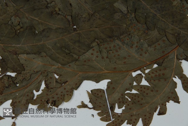 陰地三叉蕨藏品圖，第5張