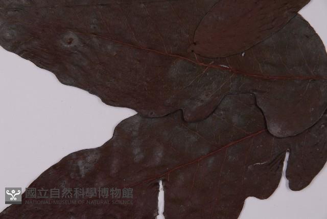 沙皮蕨藏品圖，第4張