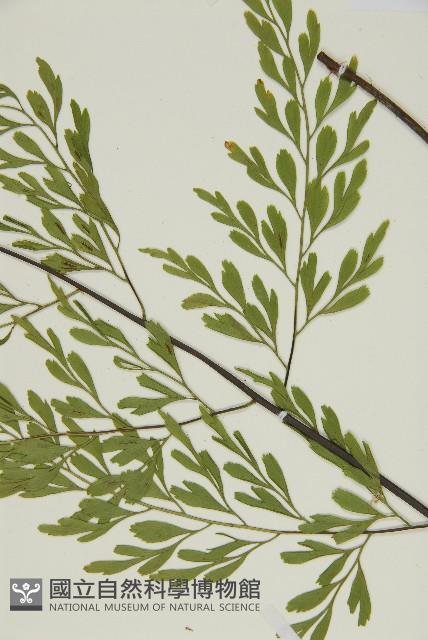 大黑柄鐵角蕨、黃鱗鐵角蕨、大羽鐵角蕨藏品圖，第5張