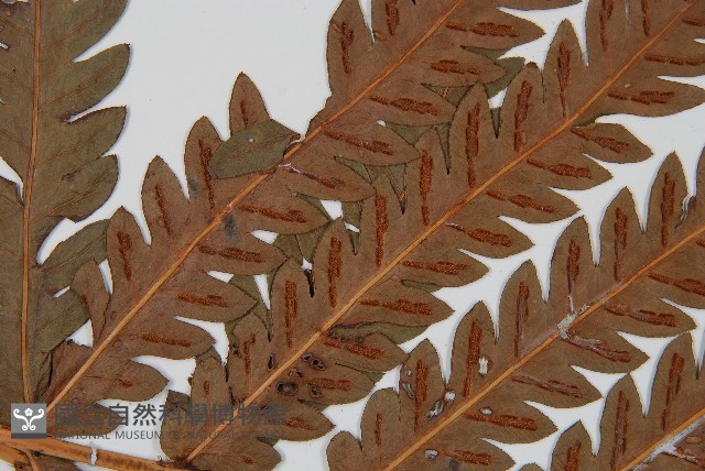 日本狗脊蕨藏品圖，第5張