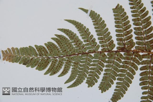 闊鱗鱗毛蕨藏品圖，第5張