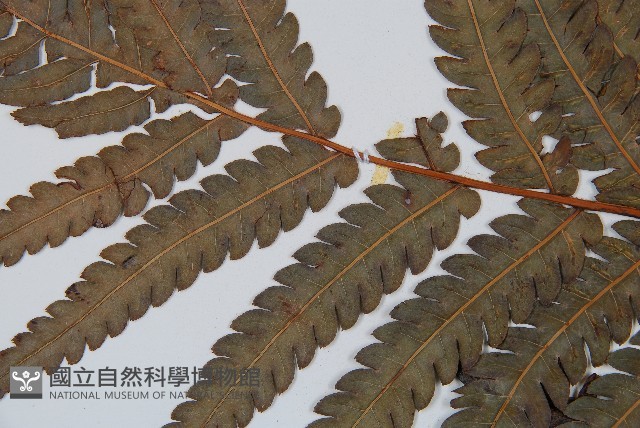 日本狗脊蕨藏品圖，第5張