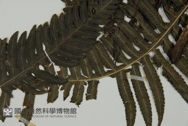 長柄牙蕨藏品圖，第8張