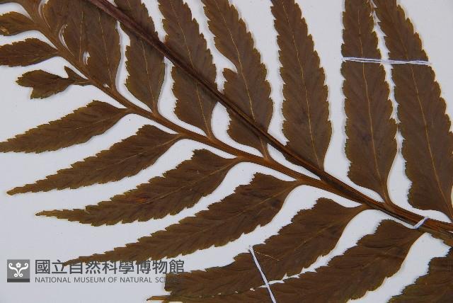 萊氏鐵角蕨藏品圖，第5張