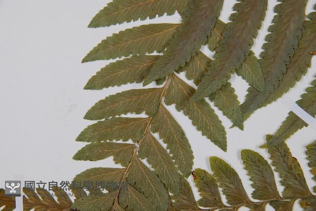 邊緣鱗蓋蕨藏品圖，第5張