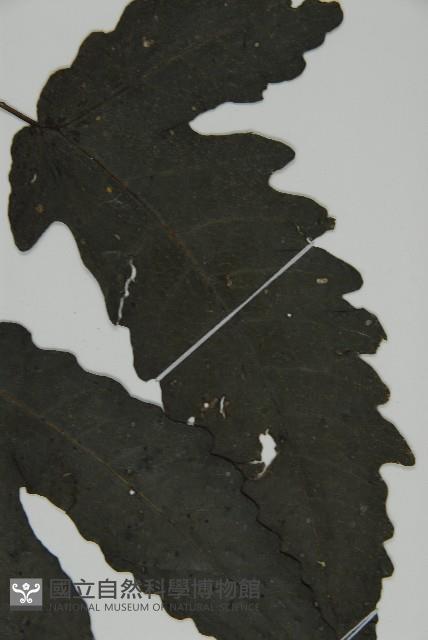 三叉蕨藏品圖，第5張