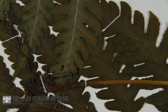 登錄號:P010042藏品圖，第5張