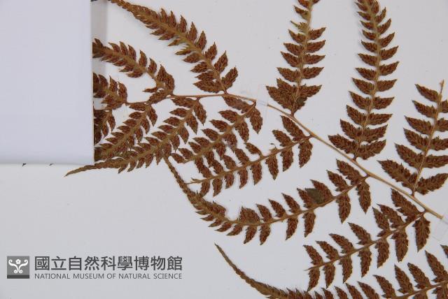 日本蹄蓋蕨藏品圖，第5張