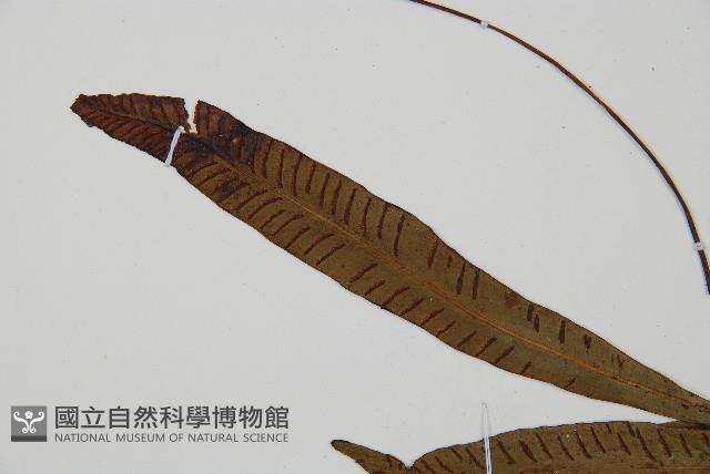 單葉雙蓋蕨藏品圖，第5張