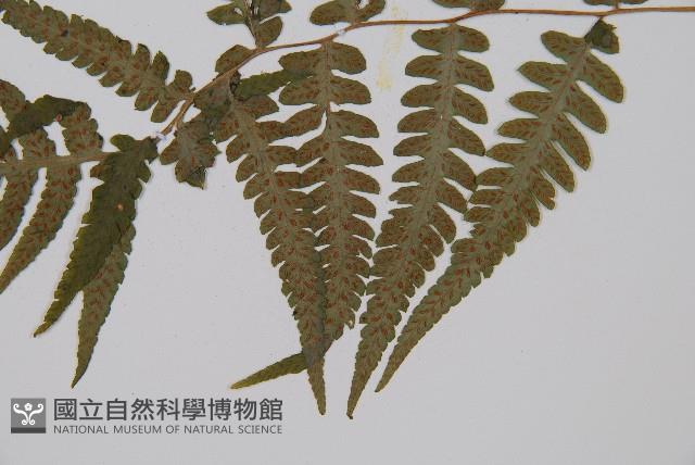 東洋蹄蓋蕨、假蹄蓋蕨藏品圖，第5張