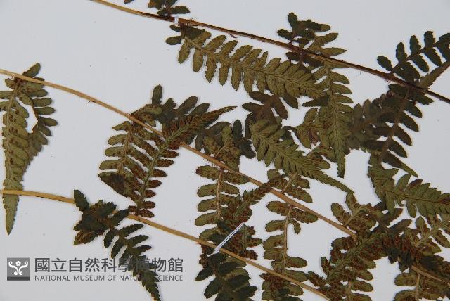 禾稈蹄蓋蕨藏品圖，第5張